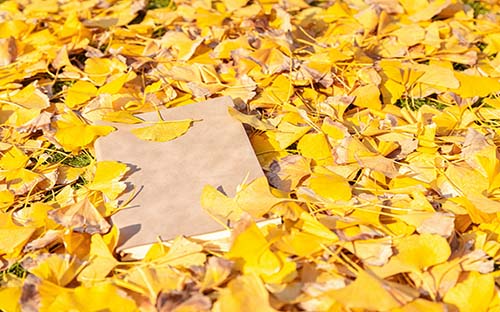 成人自考什么專業(yè)不用考英語(yǔ)?