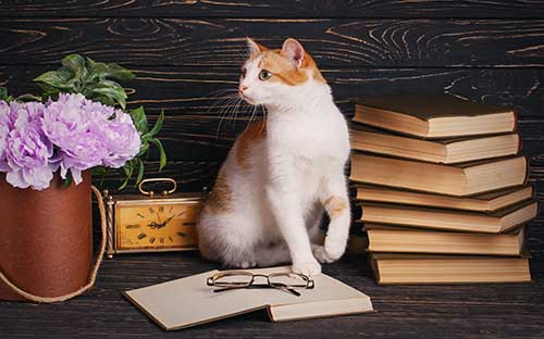 什么人適合小自考？